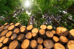 impact-of-wood-use-on-forests